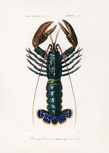 Crimson Crawfish Art Print