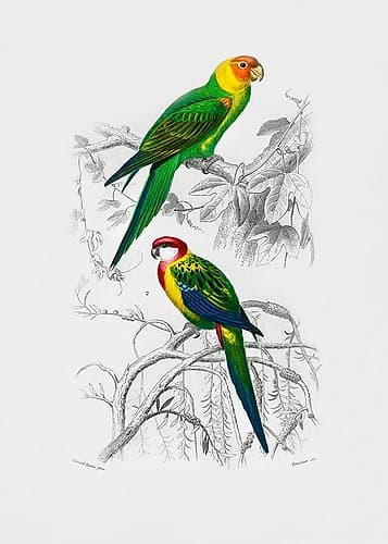 Birds Art Print