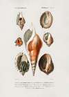 Different Types Of Mollusks Coastal Print