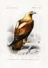 Eastern Imperial Eagle Art Print