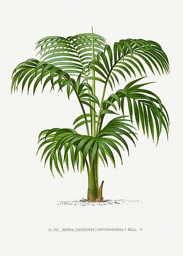 Kentia Vii Art Print by Pictufy