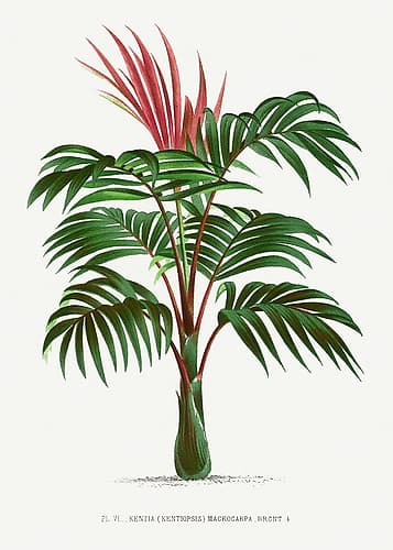 Kentiopsis Art Print by Les A. Plantes