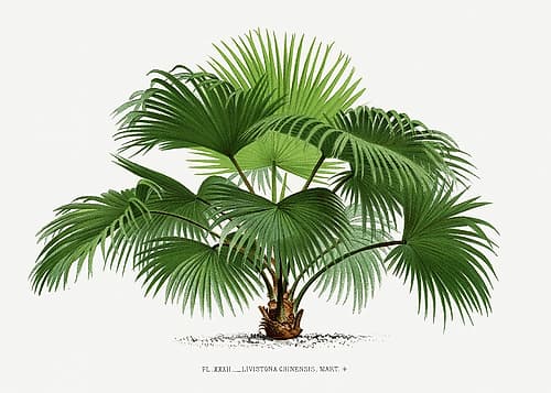 Livistona C Art Print by Pictufy