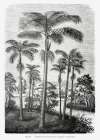 Vintage Palm Tree Drawing Ii Art Print
