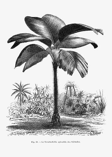 Vintage Palm Tree Drawing Iii Art Print
