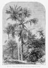 Vintage Palm Tree Drawing Iv Art Print