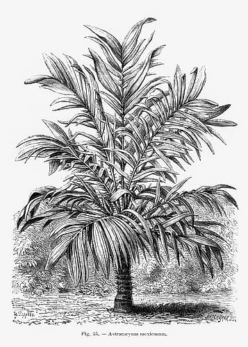 Vintage Palm Tree Drawing Ix Art Print