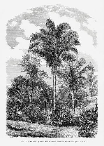 Vintage Palm Tree Drawing Vi Art Print