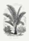 Vintage Palm Tree Drawing Vii Art Print
