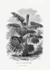 Vintage Palm Tree Drawing Xii Art Print