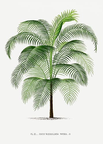 Xi Cocos Weddeliana Art Print