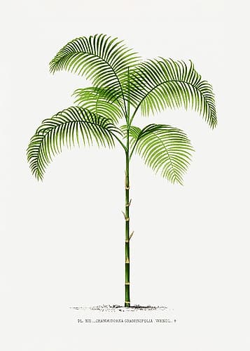 Xiii Chamaedorea G Art Print