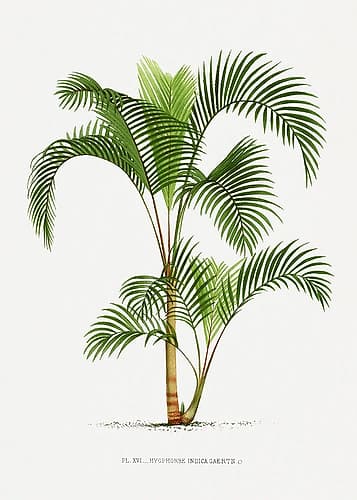 Xvi Hyophorbe I Art Print