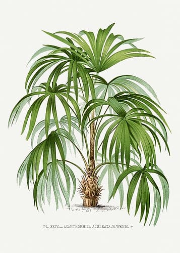 Xxiv Acanthorhiza Aculeata Art Print