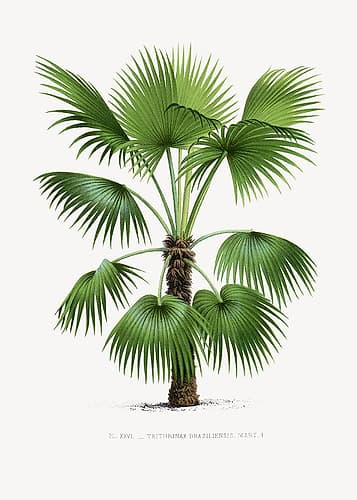 Xxvi Trithrinax B Art Print