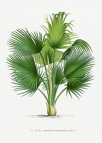 Xxvii Thrinax B Art Print