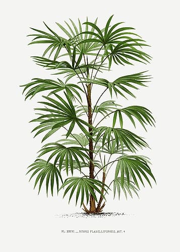 Xxxvi Rhapis F Art Print