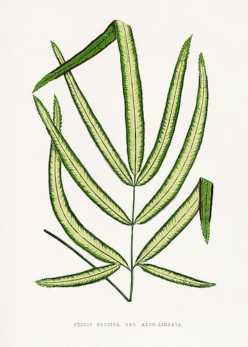 Pteris Cretica Leaf Illustration Art Print
