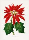 Poinsettia Pulcherrima Leaf Illustration Art Print