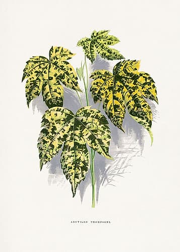 Abutilon Thompsoni Leaf Illustration Art Print