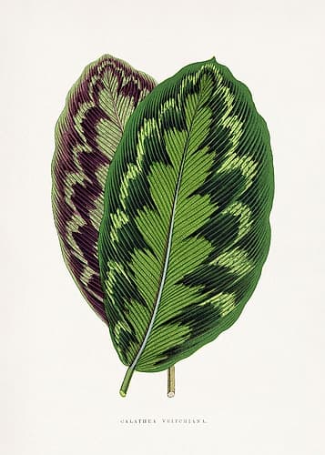 Calathea Veitchiana Leaf Illustration Art Print
