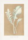 Centaurea Candidissima Leaf Illustration Art Print