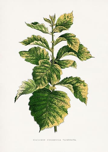 Common Hawnthorn Leaf Illustration Art Print