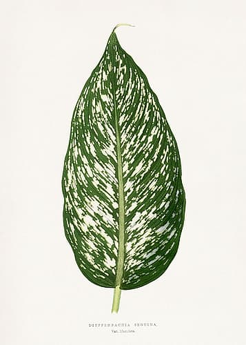 Dieffenbachia Seguina Leaf Illustration Art Print