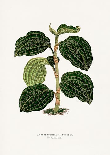 Green Anoechtochilus Setaceus Leaf Illustration Art Print