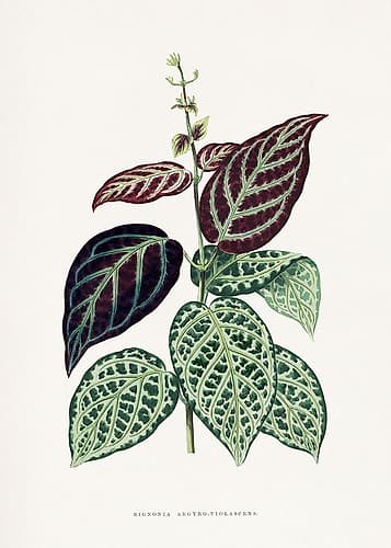 Green Bignonia Argyro Violascens Leaf Illustration Art Print