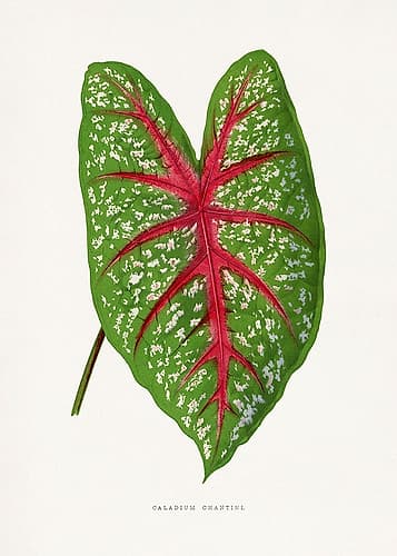 Green Caladium Chantini Leaf Illustration Art Print by Les A. Plantes