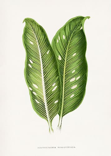 Green Dieffenbachia Baraquiniana Leaf Illustration Art Print
