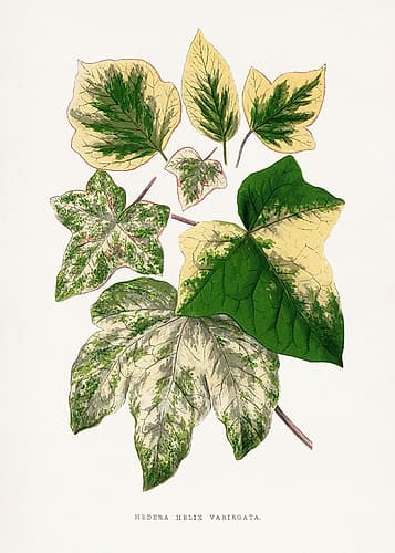 Green Leaf Illustration Art Print