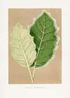 Green Solanum Marginatum Leaf Illustration Art Print