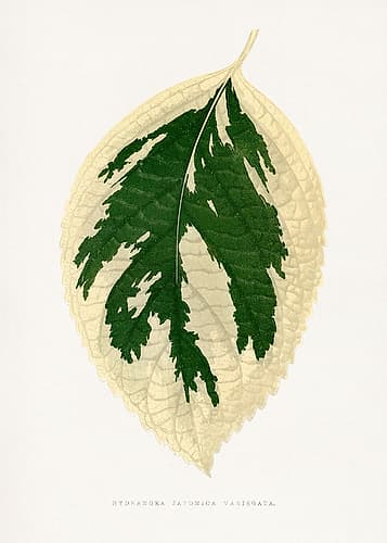 Hydrangea Japonica Variegata Leaf Illustration Art Print