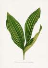Lily of the Valley Leaf Illustration Art Print