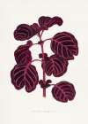 Pink Achyranthes Verschaffeltii Leaf Illustratio Art Print