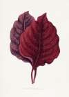 Pink Amarantus Leaf Illustration Art Print