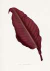 Pink Canna Atronigricans Leaf Illustration Art Print