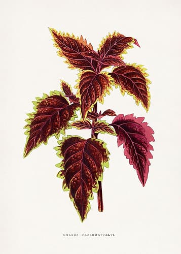 Pink Coleus Leaf Illustration Art Print