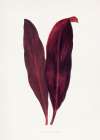 Pink Dracaena Ferrea Leaf Illustration Art Print
