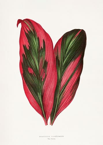 Pink Dracaena Terminalis Leaf Illustration Art Print
