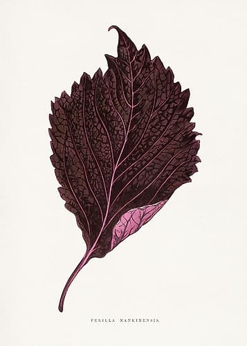 Pink Perilla Nankinensis Leaf Illustration Art Print by Les A. Plantes