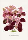 Pink Teleianthera Ficoidea Leaf Illustration Art Print