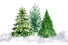 Three watercolor pine trees Art Print