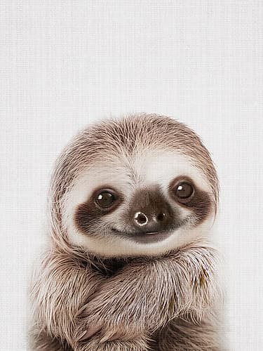 Peekaboo Baby Sloth Minimalist Print