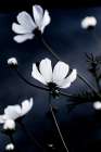 Wild Flowers 1 Art Print