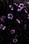 Dark Flowers 10 Art Print