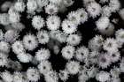 Tiny Flowers 3 Art Print