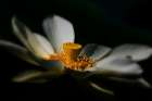A Lotus, Softly Art Print